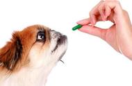 狗狗健康守护者：驱虫的重要性与方法