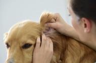 狗狗伤病在家也能轻松应对：护理指南
