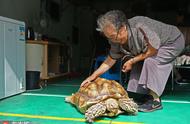探访长春：83岁老人与百斤乌龟的奇妙日常