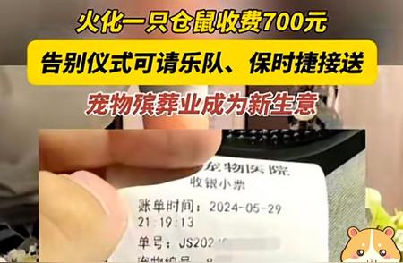 惊呆网友！仓鼠葬礼成热点，花费竟达700元！