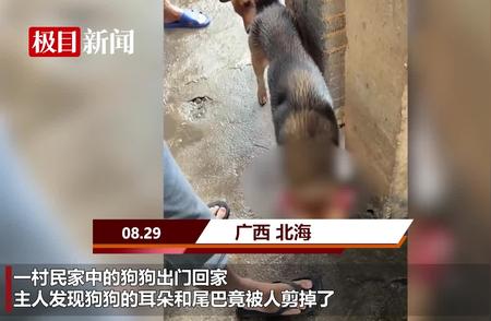 广西村民家狗狗遭遇残忍对待，耳朵尾巴被剪，警方介入调查