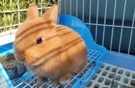 【故事】荷兰侏儒兔小黄与它的冒险之旅