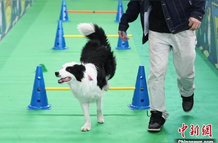 南京宠物博览会：萌宠齐聚，欢乐无限