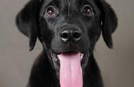 霸气的黑色宠物狗名字大全：为你的爱犬挑选一个威风的名字