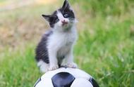 世界杯焦点之外：最贵猫咪的身价秘密