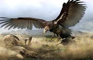 揭秘史前巨鹰：70公斤体重与7米翼展下的飞行之谜