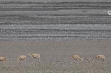 揭秘藏羚羊大迁徙的神秘之旅：探寻兔子湖的秘密