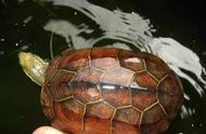 平凡的中华草龟：你不知道的隐藏魅力