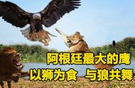 阿根廷巨鹰：食狮之霸，无敌的存在？