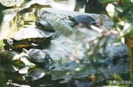 揭秘！如何控制巴西龟水质，打造健康成长环境