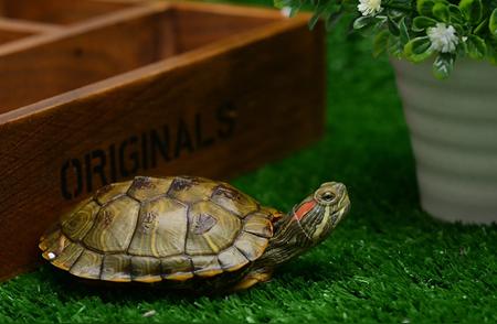 新手入门：如何养好可爱的巴西龟