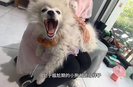 博美犬三个月成长鉴定秘籍