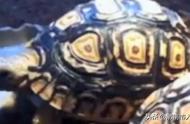 广东佛山：豹纹陆龟养殖引发法律风波