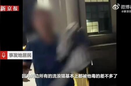 上海闵行多只流浪猫惨遭毒手，警方介入调查