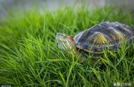 红耳巴西龟饲养秘籍：进阶养护指南