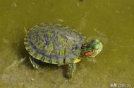 巴西龟养殖：水深多少才合适？