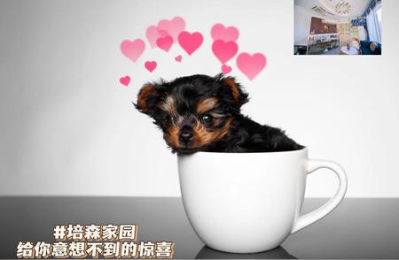 揭秘茶杯犬的独特魅力，让你爱上这个小可爱！