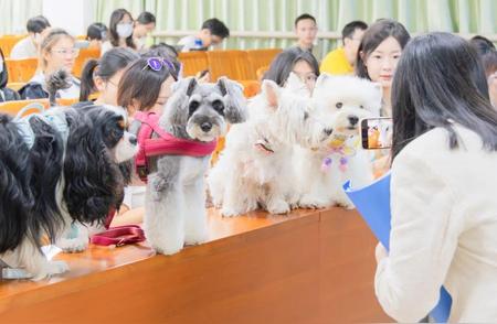 揭秘华农宠物猫狗助教课程：动物与教育的奇妙结合！