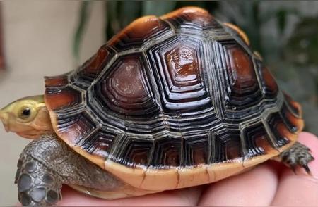 黄缘闭壳龟：神秘的珍稀物种揭秘