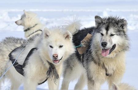 阿拉斯加雪橇犬：宠物狗的最佳选择