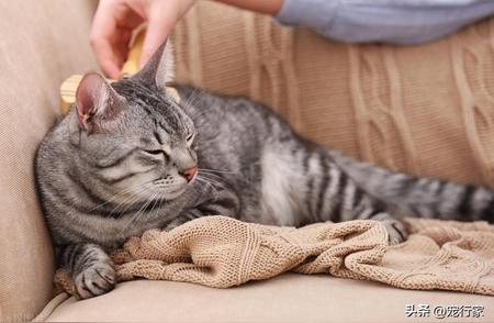 猫咪身上的神秘虫害：常见侵袭家猫的4种虫子解析