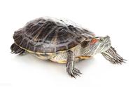养龟入门指南：如何选择适合自己的乌龟品种
