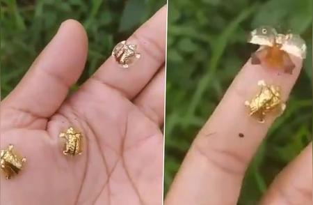 探秘印媒黄金龟甲虫：独特之美与神秘传说