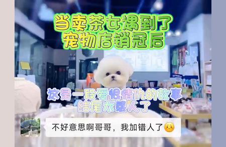 养只比熊犬：不只是关于金钱的考量