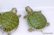 巴西龟：外来入侵物种的警示