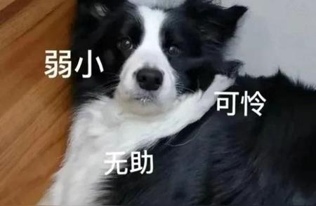 边牧犬雷恐惧症：一次出乎意料的出走