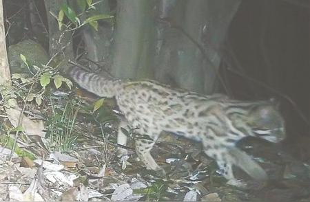 福州惊现珍稀豹猫身影，濒危野生动物保护再获突破