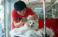 揭秘广州宠物店免费领养背后的赚钱之道