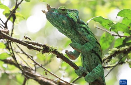 探索马达加斯加的生物多样性：神奇的变色龙世界