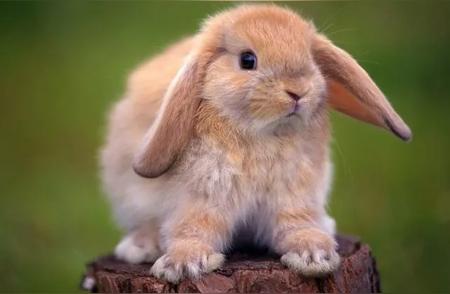 宠物兔子护理全攻略：让你的小兔子更健康