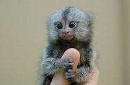 探索世界上最小的猴子：独一无二的宠物之选