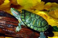 巴西龟养殖指南：从零开始养小龟