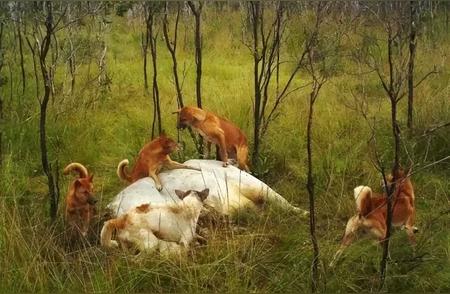 中华田园犬称霸澳大利亚背后揭秘