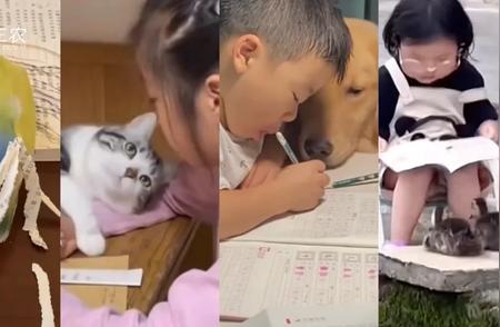 猫猫狗狗：最佳学习伙伴的选择