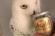 日本网友大胆尝试：宠物猫头鹰享受啤酒时光