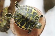 养火焰龟成长的十大挑战与应对方法