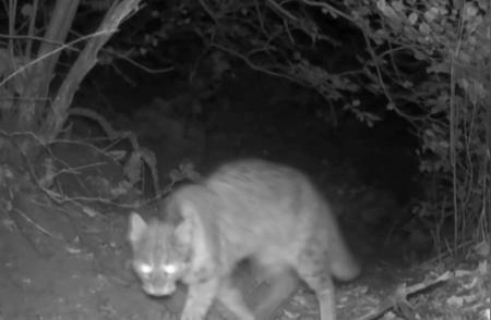 揭秘！成都主城区惊现野生豹猫身影