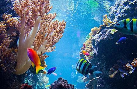 探秘七律珊瑚之美：神秘海洋中的瑰丽珍宝