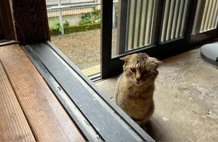 猫咪雨中求助：男子家门口的温暖庇护所