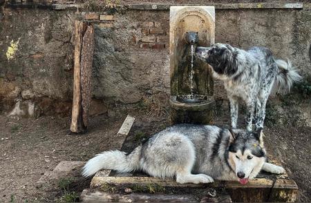 罗马狗狗区域的魅力