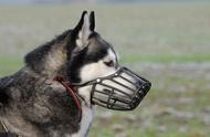 狗狗口罩：保护还是束缚？