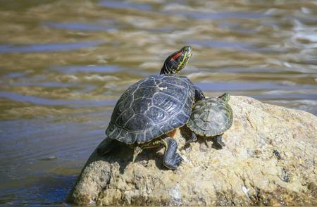 巴西龟放生背后的生态危机
