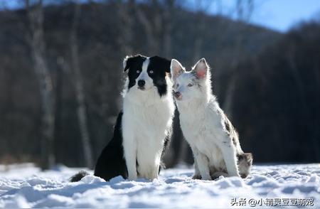 新手养犬秘籍：边牧犬饲养经验大分享