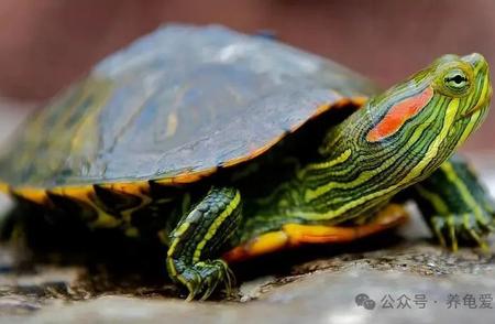 揭秘苏州公园巴西龟泛滥：背后的真相与警示