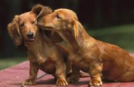 揭秘腊肠犬：这种像腊肠的猎犬，你了解多少？