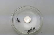 揭秘海关查获澳洲巨无霸宠物蚂蚁事件